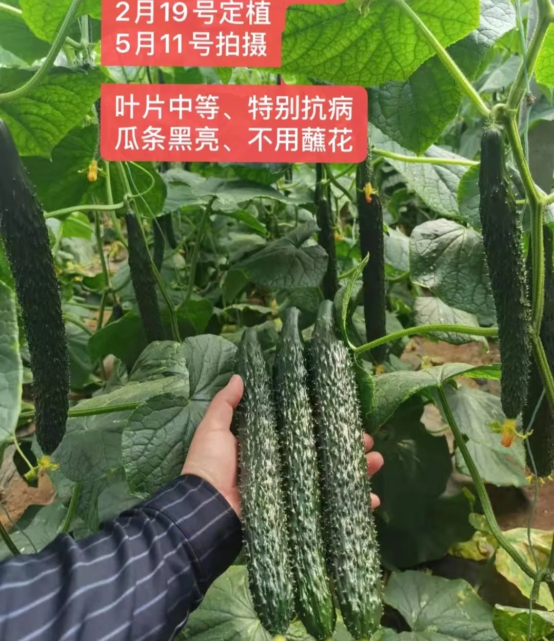 枣庄黄瓜种子（系列）